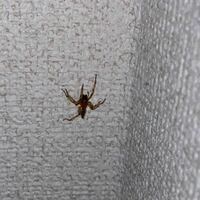 家の中で徘徊していたこの蜘蛛の名前を知りたいです！ 