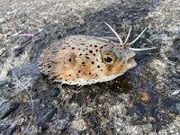 こちらのフグ 何フグですか ハリセンボンではないでしょうか Yahoo 知恵袋