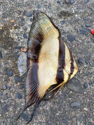 堤防で釣れた魚なのですが なんという名前の魚でしょうか 毒あり Yahoo 知恵袋