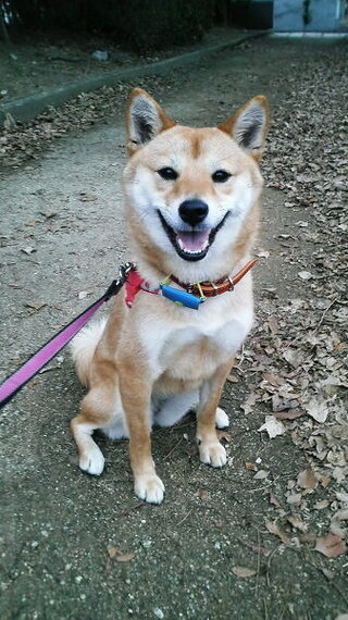 犬の笑顔 犬って笑うのでしょうか 私には愛犬 柴犬 がいま Yahoo 知恵袋