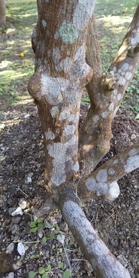 キンカンの枝の剪定時期と方法を教えてください 現在 5月2日 庭のキンカン Yahoo 知恵袋