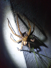 蜘蛛のアップ写真あり 閲覧注意して下さい 夜 この蜘蛛が家の裏 Yahoo 知恵袋