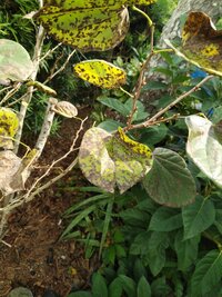 このハナズオウの葉の状態は何かの病気でしょうか 考えられる病名はありますでしょ Yahoo 知恵袋