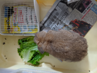 このうさぎデブですかね 写メあり そうですね ちょっとポッチャリ Yahoo 知恵袋