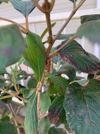 庭に植えているオオデマリの枝に何か塊があるのですが こちらは蜂の巣か Yahoo 知恵袋