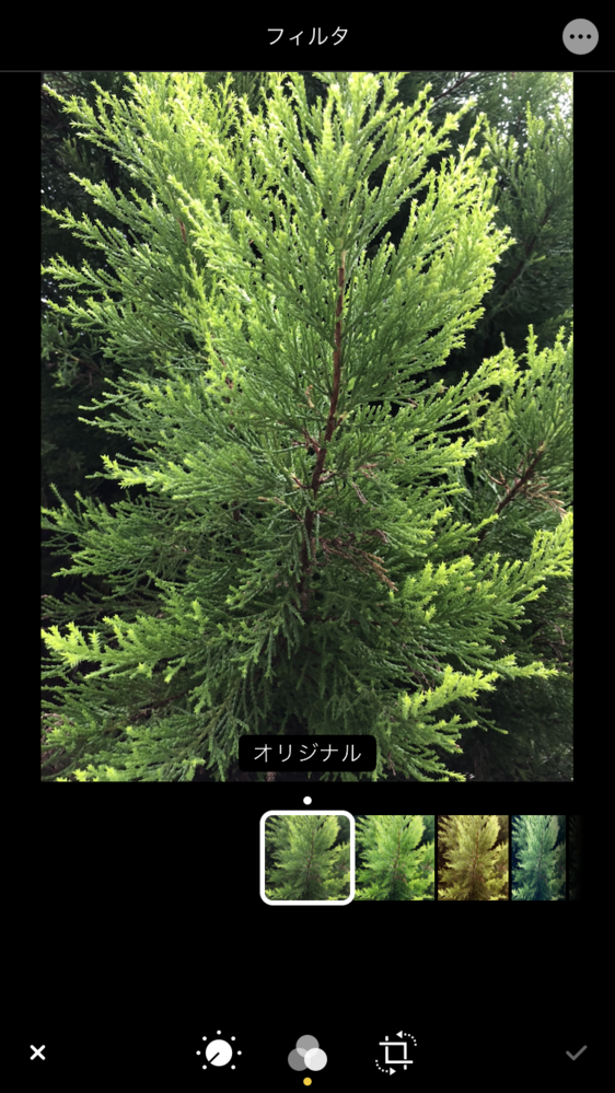 もみの木 高さ2メートル程度 もみの木の剪定を解説！剪定