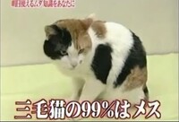 猫に関係するトリビアのことをトリビニャと呼んでもいいかニャ Fwf Yahoo 知恵袋