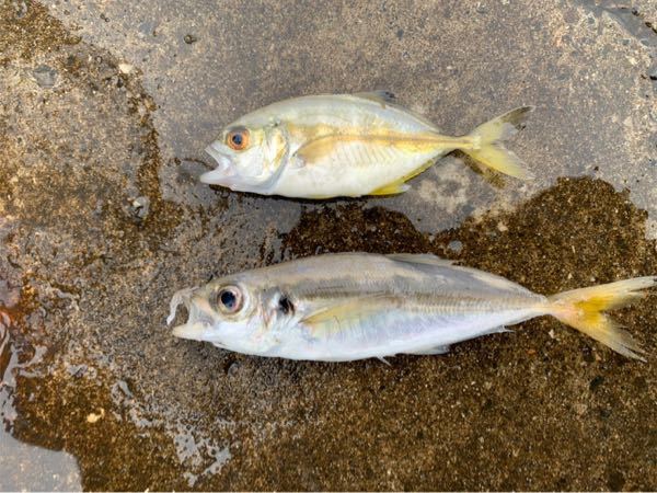 今釣れたんですけど上の魚はなんと言う魚ですか？ - 味のゼイゴみたい 