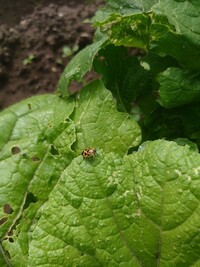 写真の虫が白菜を食い荒らしているようです 何という虫でしょうか 効果 Yahoo 知恵袋