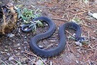 先日昼間に真っ黒な蛇をみました 毒蛇ですか 可能性は五分五分です Yahoo 知恵袋