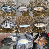 千葉県の外房で釣りました 魚の種類は左上から順に 以下で合っていますか Yahoo 知恵袋