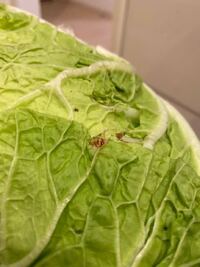 スーパーで食品を返品した事はありますか スーパーで買った野菜が傷んでいた Yahoo 知恵袋