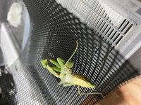 カマキリが本日急に元気がなくなりました 餌も水も食べ飲みしてくれません 元々 Yahoo 知恵袋