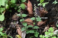 この白い小花の植物の名前を教えてください よろしくお願いいたします Yahoo 知恵袋