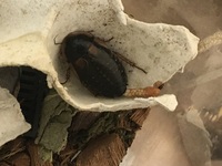 デュビアを飼育してから 家にゴキブリが出なくなりました それまでは年に Yahoo 知恵袋