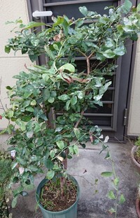 質問失礼致します ブルーベリーを育てているのですが 本日見てみたら写 Yahoo 知恵袋