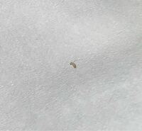 珪藻土バスマットが欲しくなりいろいろ見ていたら 虫が湧いていたというレビ Yahoo 知恵袋