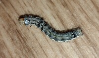 これは毛虫ですか W オオタバコガまたはタバコガの幼虫だと思い Yahoo 知恵袋