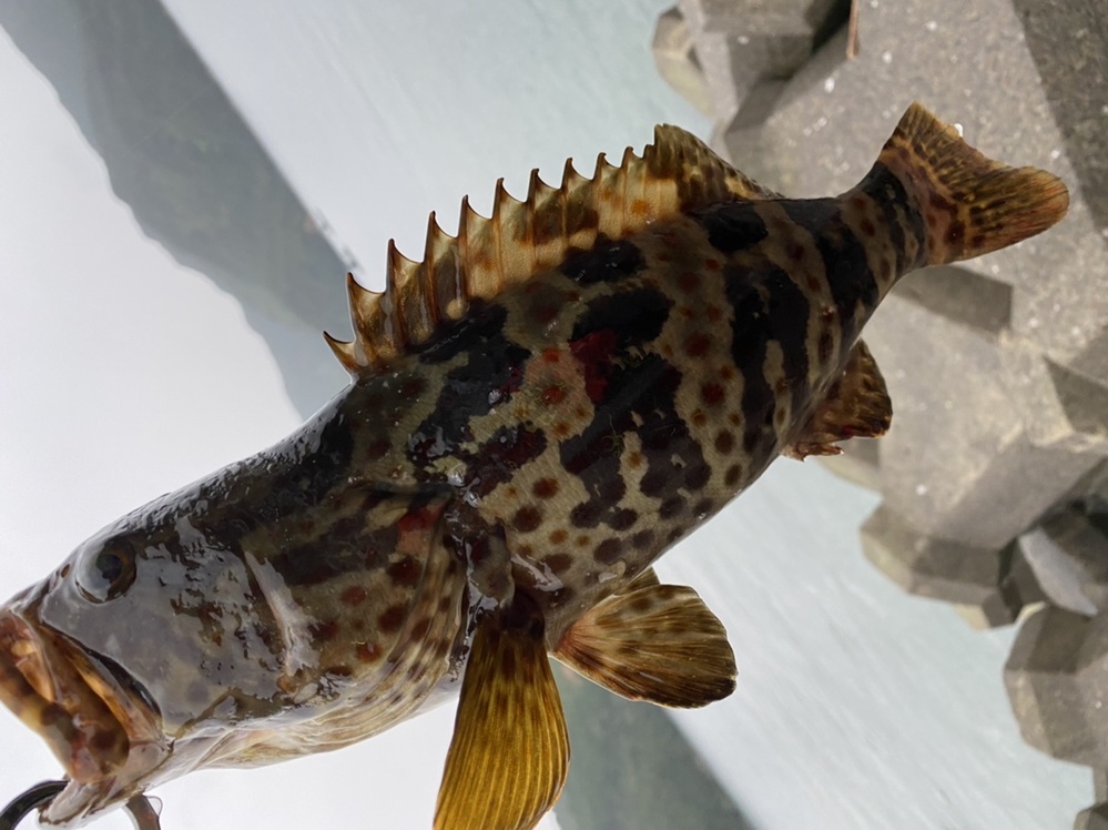 この魚はなにハタでしょうか？初めて釣った魚に釣り甲斐を感じている者 