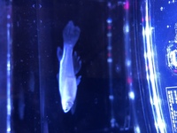 熱帯魚の通販の チャーム って実際どうですか 病気を持った Yahoo 知恵袋