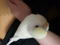 画像をダウンロード インコ 壁紙 かじる インコ 壁紙 かじる Gambarsae6te