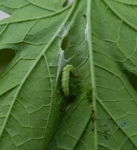 ゴーヤのはっぱについていました この虫はなんの幼虫でしょう ウ Yahoo 知恵袋