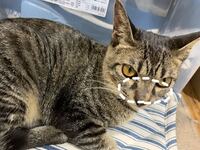 子猫の目やにを取る方法を教えてください 近所の野良の子猫の目やにがひど Yahoo 知恵袋