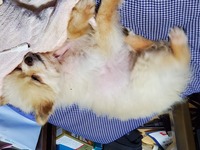 犬種を教えてください シーザーのｃｍに海辺で男性と一緒に出ている白 Yahoo 知恵袋