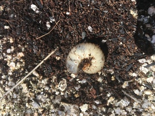 この芋虫 幼虫 はなんですか 小さい家庭菜園の土を耕してたら出てきたんで Yahoo 知恵袋