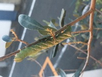 オリーブの木に青虫がついていました 何の青虫ですか 蝶であれば Yahoo 知恵袋