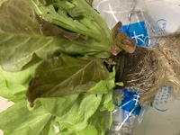 こちらのサラダ野菜を買ってきました 再生栽培するには 土に植えればよ Yahoo 知恵袋