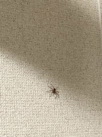 自室に蜘蛛が出ました、怖くてこれ以上近づけなかったのですが、これはアシダカグモの幼体でしょうか………？ 