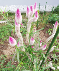 この猫のしっぽのような植物の名前を教えて下さい 宜しくお願い致します Yahoo 知恵袋