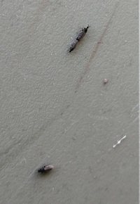 画像のコバエ の種類をお教えいただけないでしょうか 家庭菜園でコバエ Yahoo 知恵袋