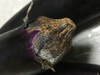 これってカビですか 茄子の ヘタではなく 果実の紫の部分に 白い綿のよう Yahoo 知恵袋