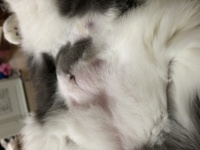 メス猫の避妊手術後どれぐらいでいつも通りになりましたか Yahoo 知恵袋