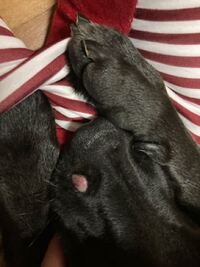 飼い犬のラブラドールと琉球犬の 交配種がいるのですが口元にイボ Yahoo 知恵袋