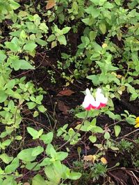 秋に赤い金魚みたいな花を咲かせ段々白になるこの花の名前を教えてくださ Yahoo 知恵袋