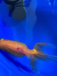 こんばんは 金魚の背びれが赤く充血してて更に白っぽくなってきました 何か Yahoo 知恵袋