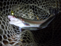 ニジマスの刺身について 管理釣り場 今日菅釣りに行ってニ Yahoo 知恵袋