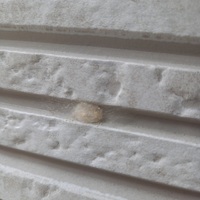 家の中の天井に白いほこりのような繭 ができていたのを発見したので Yahoo 知恵袋