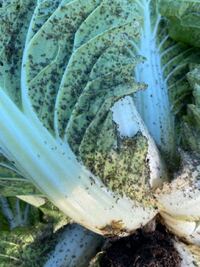 結球かけたハクサイにアブラムシが大量 ひどいところは葉の裏全面 につい Yahoo 知恵袋