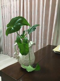 今日友人からもらったものですが名前がわからないのでわかる方教えてくだ Yahoo 知恵袋