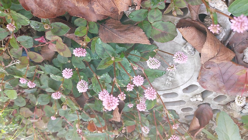 これは何の花ですか ヒメツルソバ ポリゴナム でしょう Yahoo 知恵袋