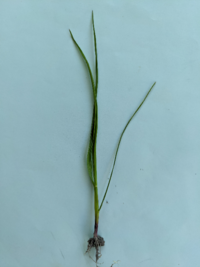 この雑草は何 畑にしている田んぼで芝生のように生えてきてます ヒエなのか Yahoo 知恵袋