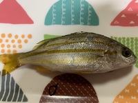 館山の某堤防で釣れたこの魚は何でしょうか イサキの幼魚に似てますが 尻尾の色と Yahoo 知恵袋