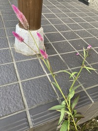 ブルーアイス というコニファ系の木を2本植えていますが この木はスギ花粉 Yahoo 知恵袋