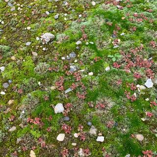 この緑の苔の中の赤い植物の名前 教えてください 秋になって目立 Yahoo 知恵袋