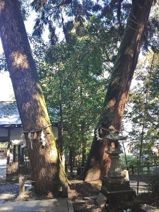 この写真がどこの神社か教えてください 京都のどこかの神社の御神木みた Yahoo 知恵袋