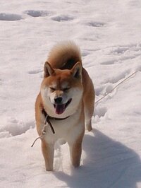 柴犬は好きですか これから来る寒い画像付きで 笑 柴犬は大好き Yahoo 知恵袋